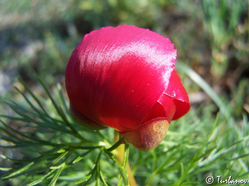 Image of Paeonia tenuifolia specimen.