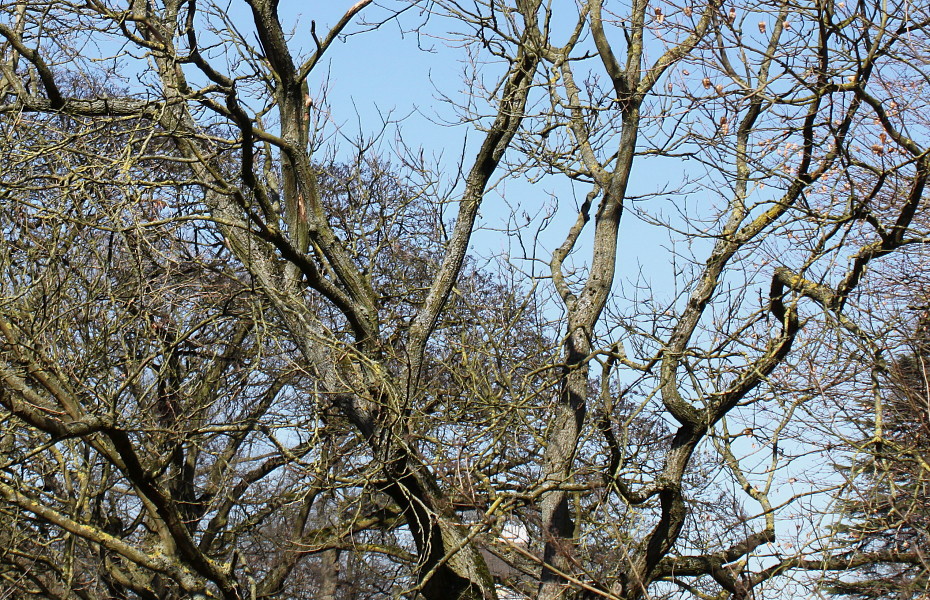 Image of Koelreuteria paniculata specimen.