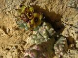 Caralluma europaea