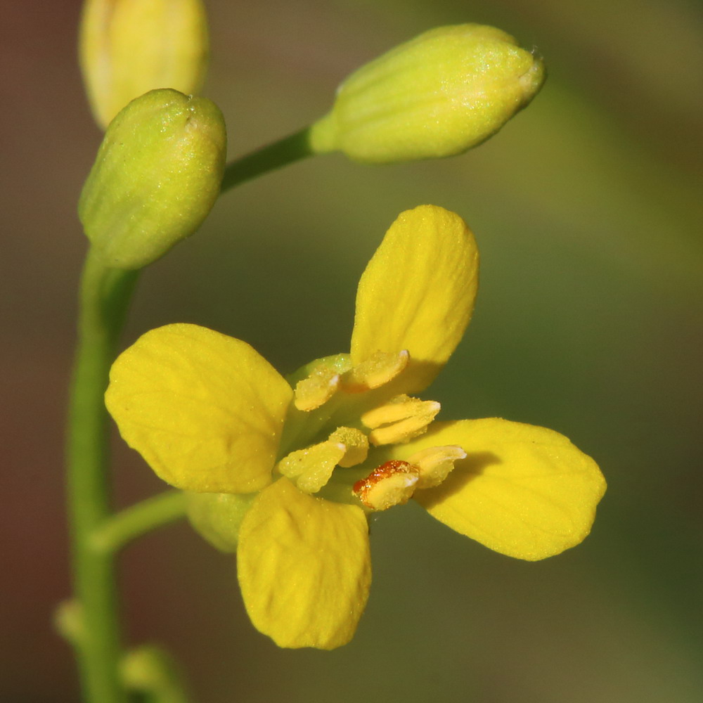 Image of Sisymbrium volgense specimen.