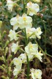 Delphinium semibarbatum