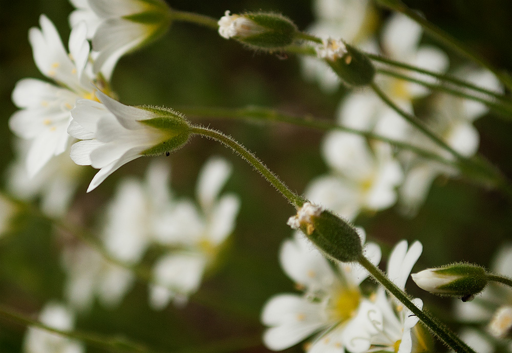 Изображение особи Cerastium alpinum.