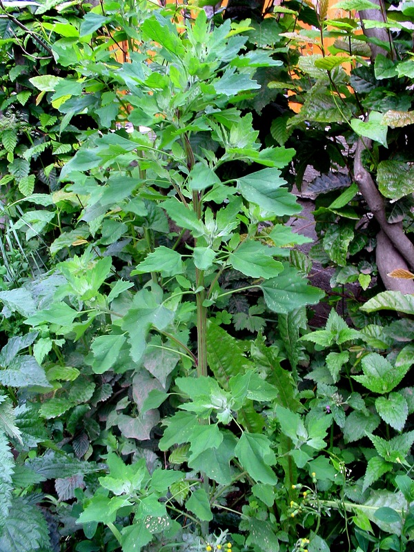 Изображение особи Chenopodium suecicum.