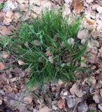 Carex lancibracteata
