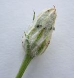 Scorzonera ensifolia