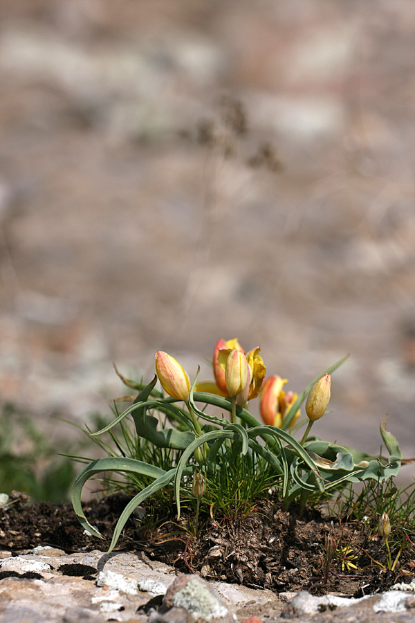 Изображение особи Tulipa lemmersii.