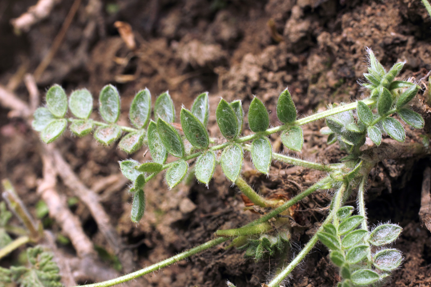Изображение особи Oxytropis microsphaera.
