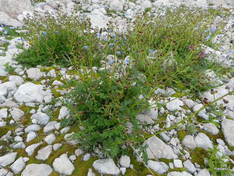 Image of Scrophularia olympica specimen.