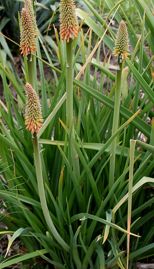 Изображение особи Kniphofia gracilis.