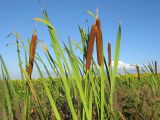 род Typha