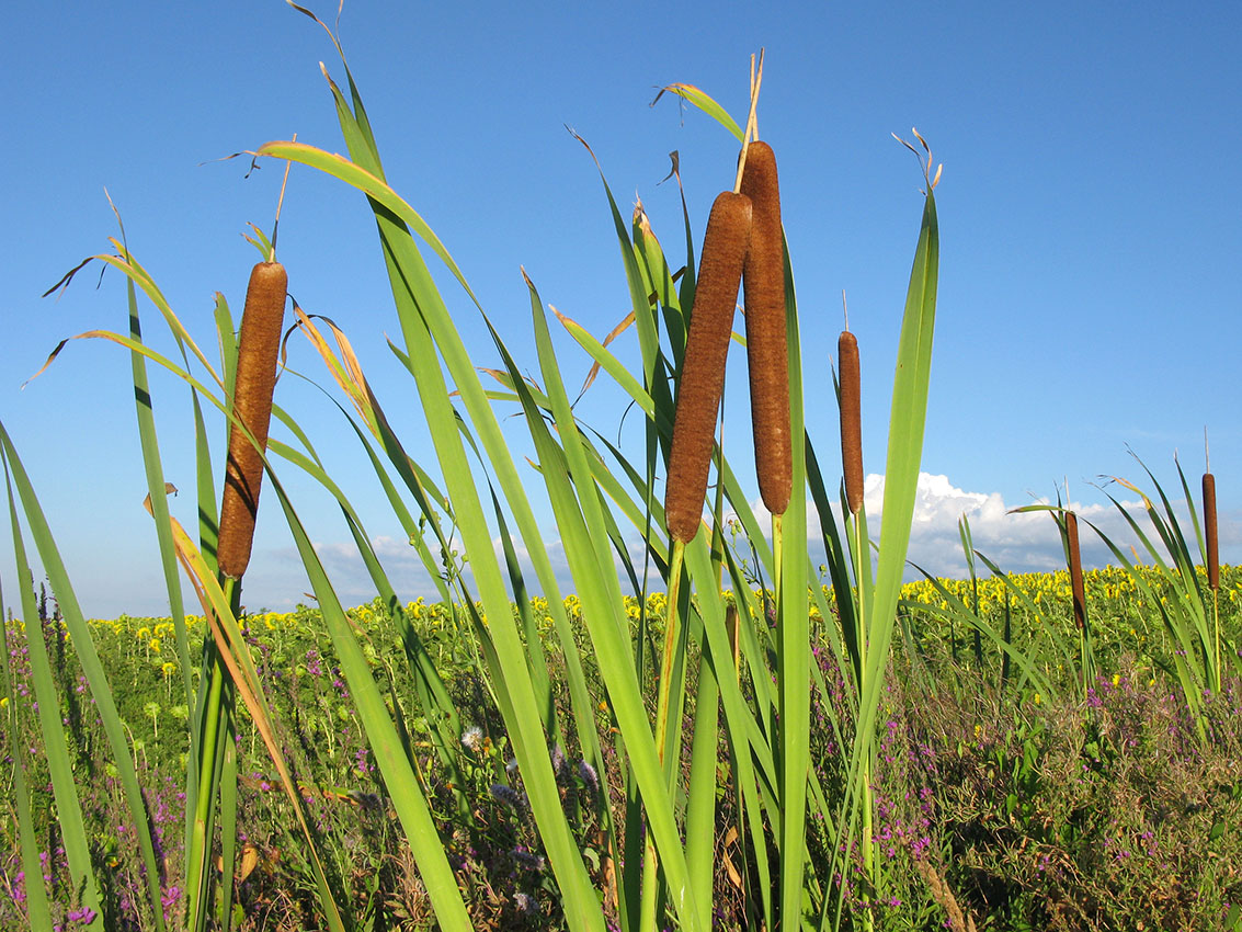 Изображение особи род Typha.