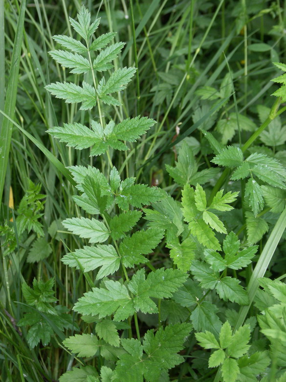 Изображение особи Pimpinella major.