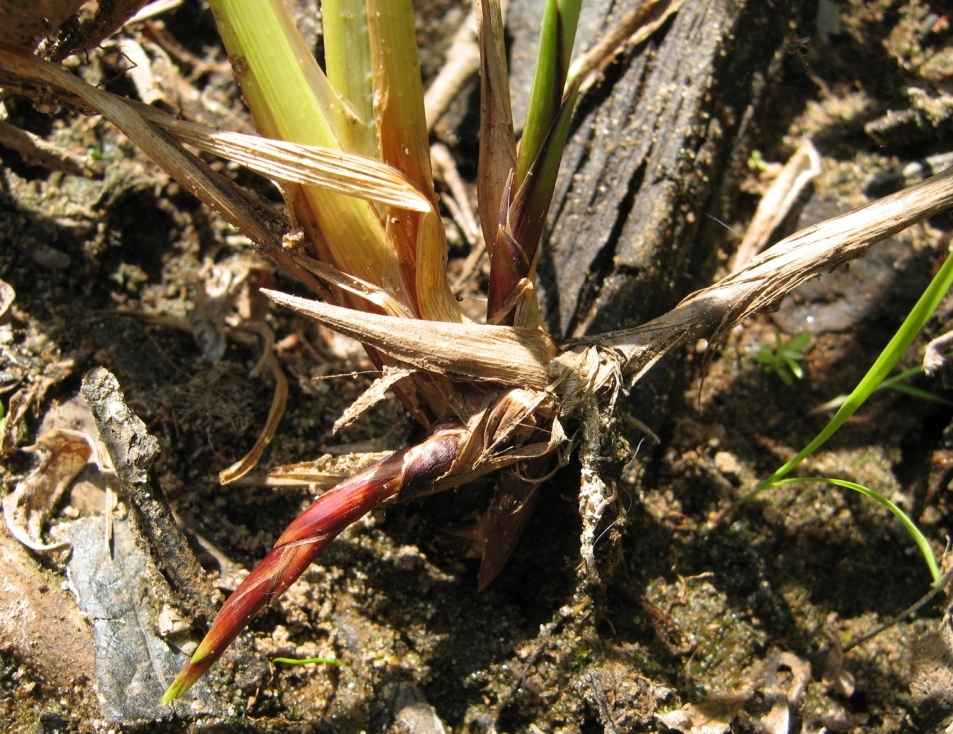 Изображение особи Carex aquatilis.