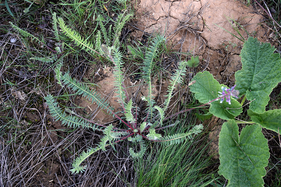 Image of Oxytropis subcapitata specimen.