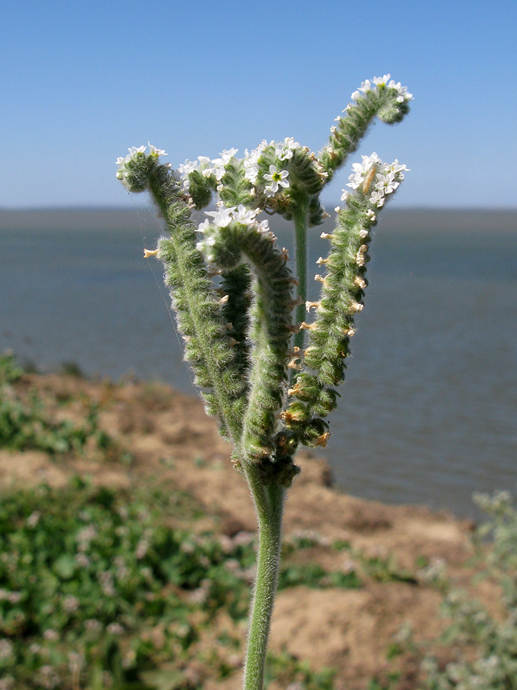 Image of Heliotropium ellipticum specimen.