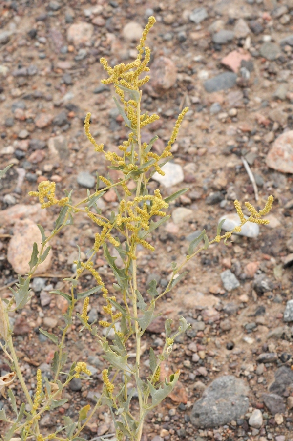 Изображение особи Atriplex aucheri.