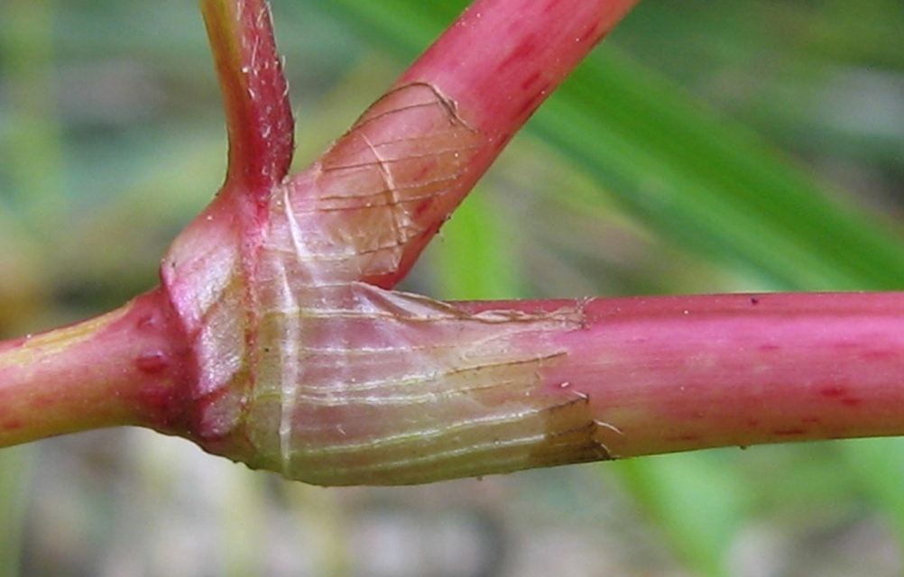 Изображение особи Persicaria hydropiper.