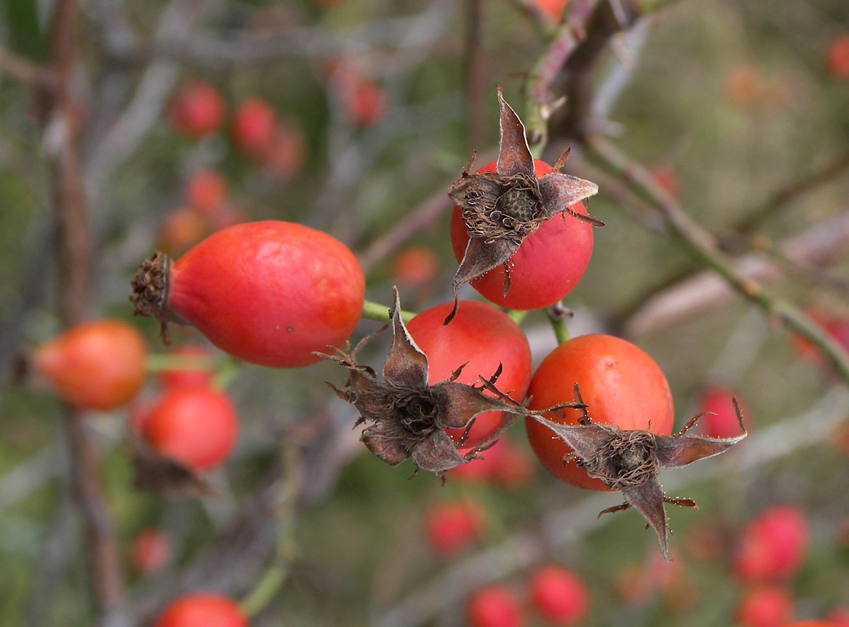 Image of Rosa iberica specimen.