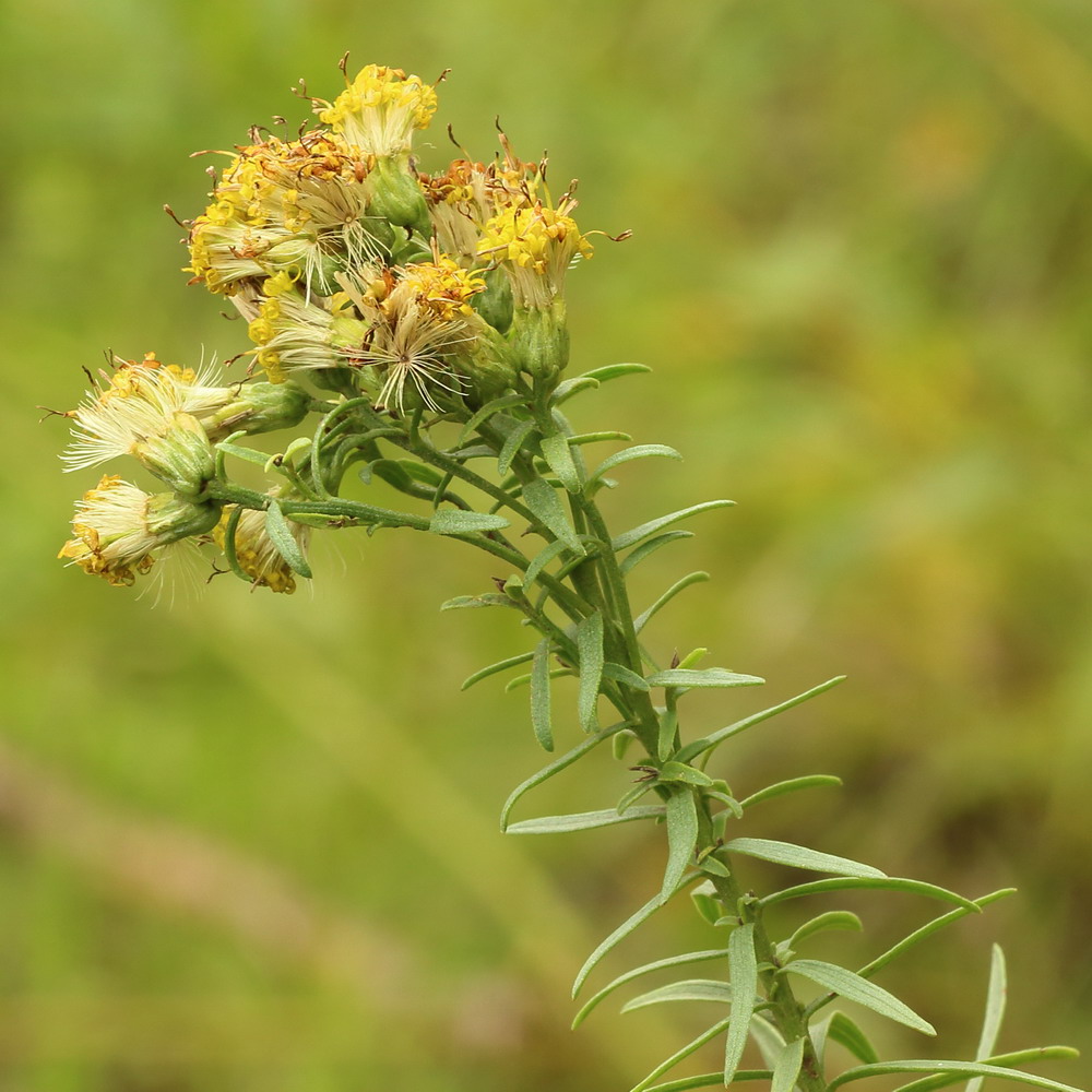 Image of Galatella biflora specimen.