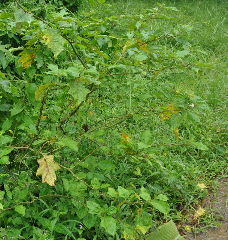 Image of Solanum torvum specimen.