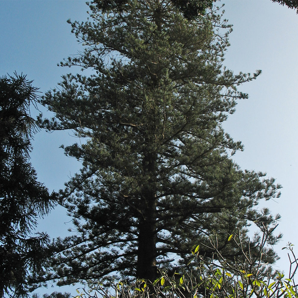 Image of Araucaria heterophylla specimen.