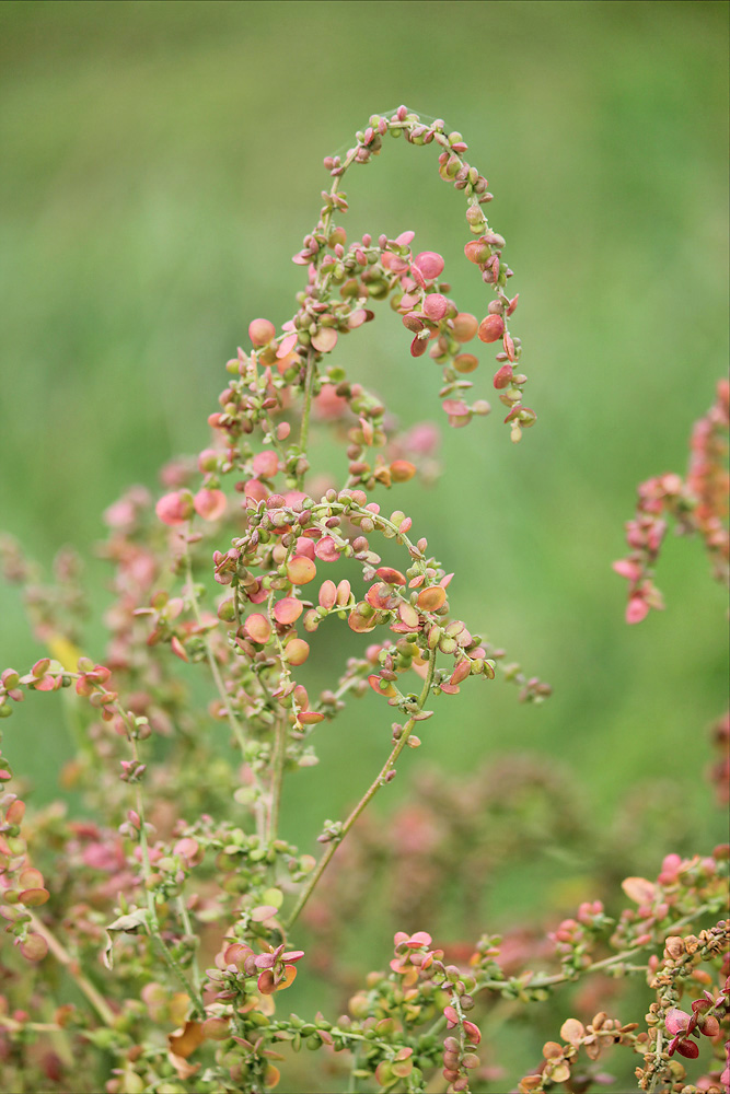 Image of Atriplex aucheri specimen.