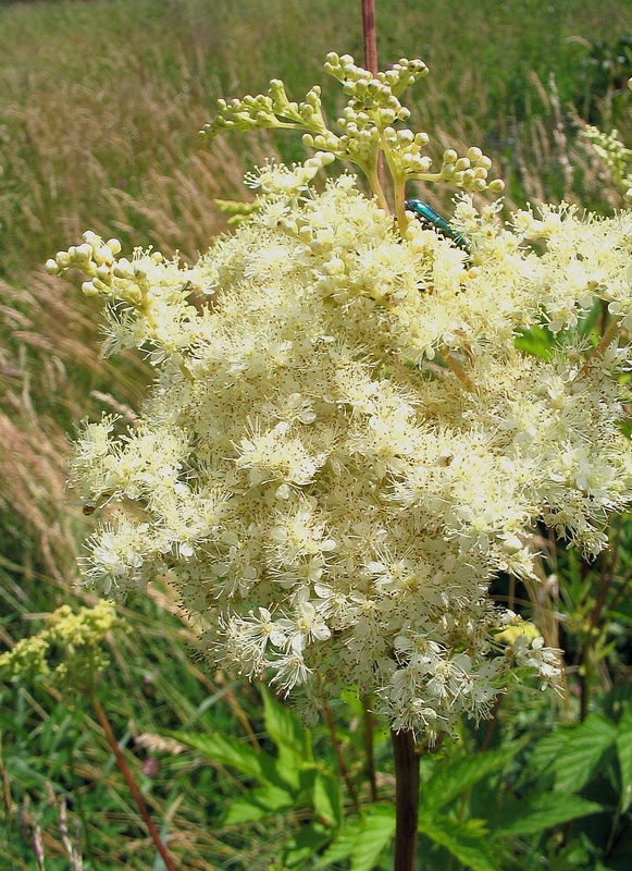 Image of Filipendula ulmaria specimen.