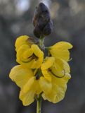Senna didymobotrya