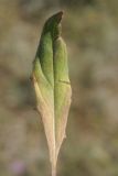 Saussurea ninae