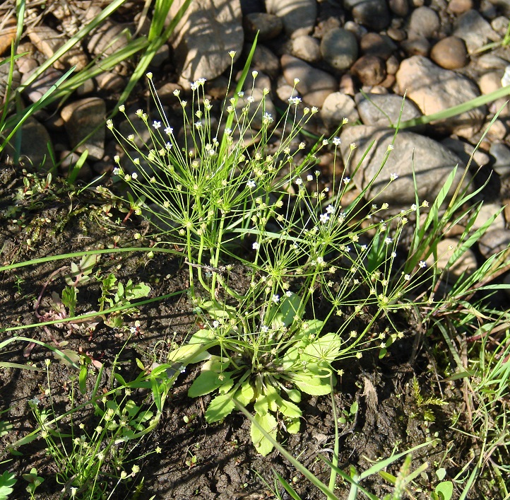 Image of Androsace filiformis specimen.