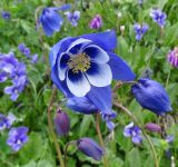 Aquilegia jucunda