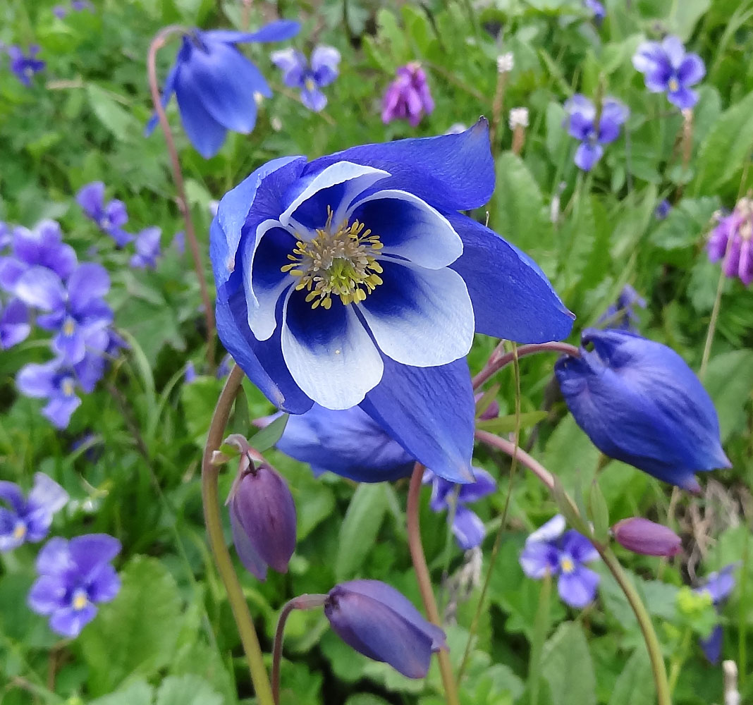 Изображение особи Aquilegia jucunda.