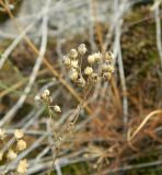 Achillea glaberrima