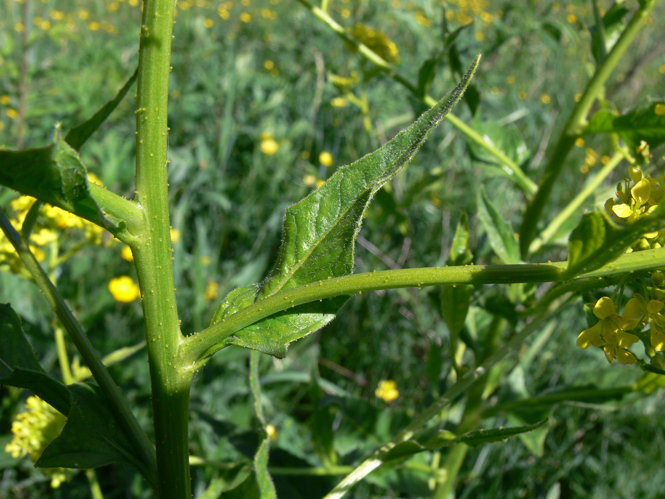 Image of Bunias orientalis specimen.