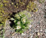 Pulsatilla vulgaris