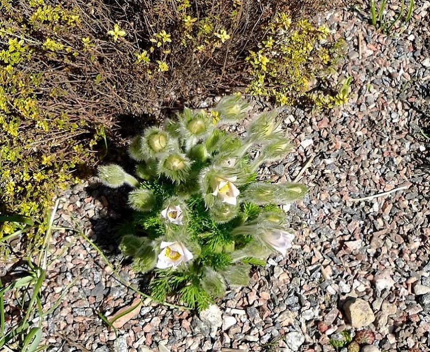 Image of Pulsatilla vulgaris specimen.