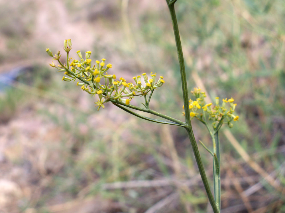 Image of Bupleurum exaltatum specimen.