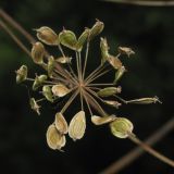 Heracleum sibiricum