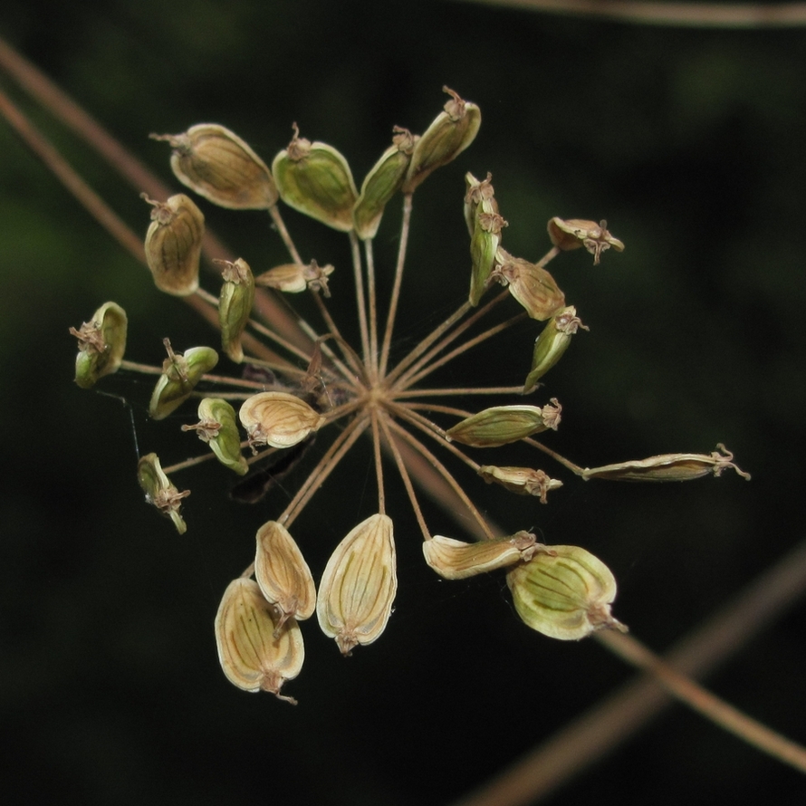 Изображение особи Heracleum sibiricum.