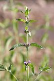 Mentha &times; interrupta
