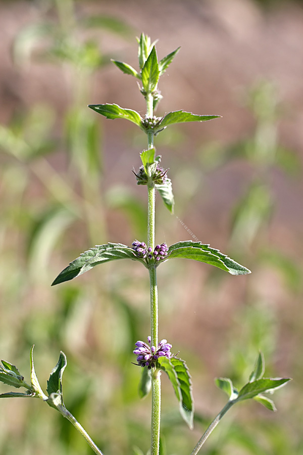 Изображение особи Mentha &times; interrupta.