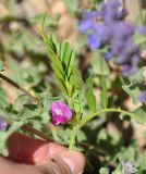 Vicia angustifolia. Верхушка цветущего растения. Армения, Вайоц Дзор, окр. монастыря Спитакавор. 02.05.2013.