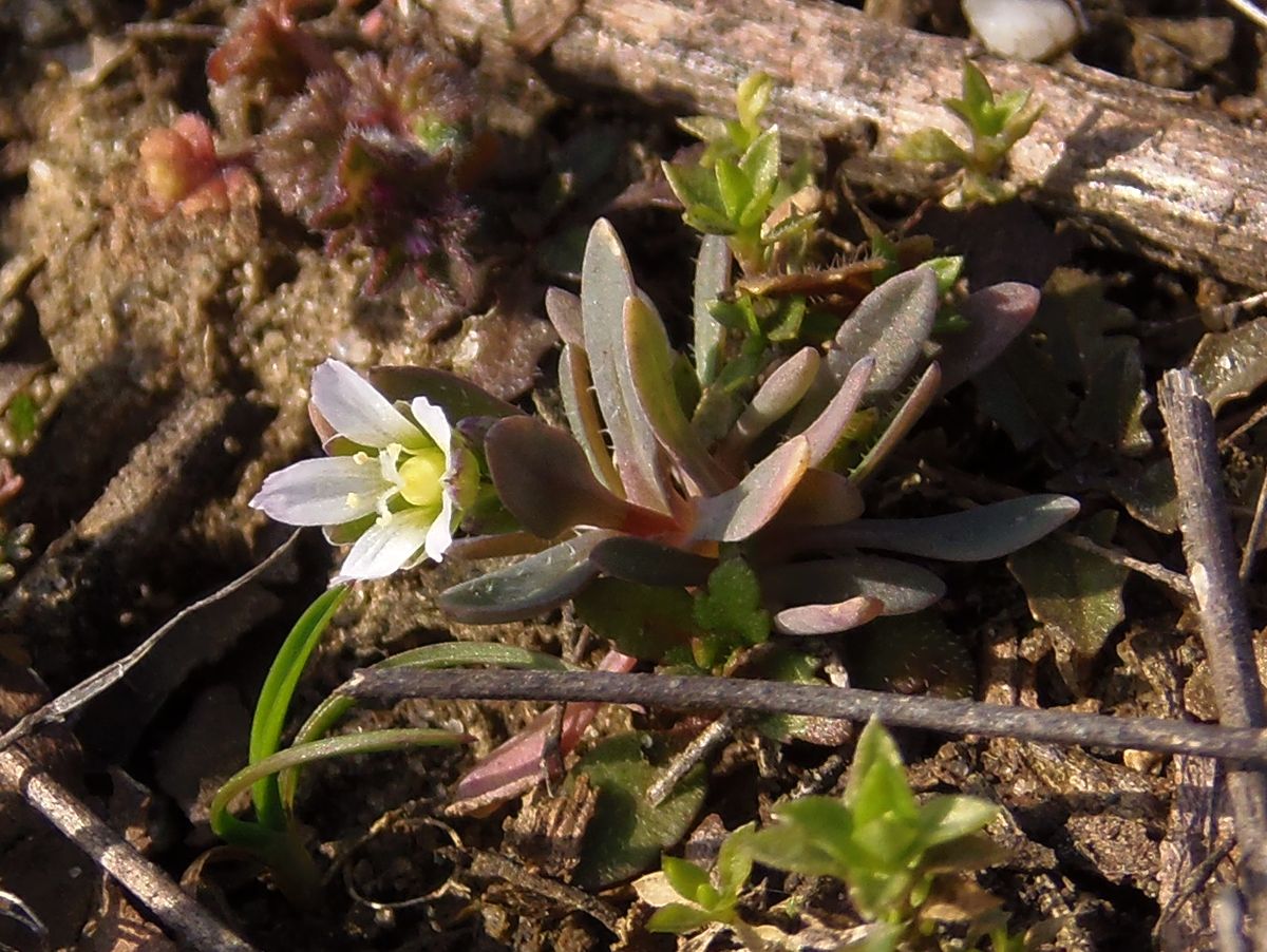 Изображение особи Holosteum umbellatum.