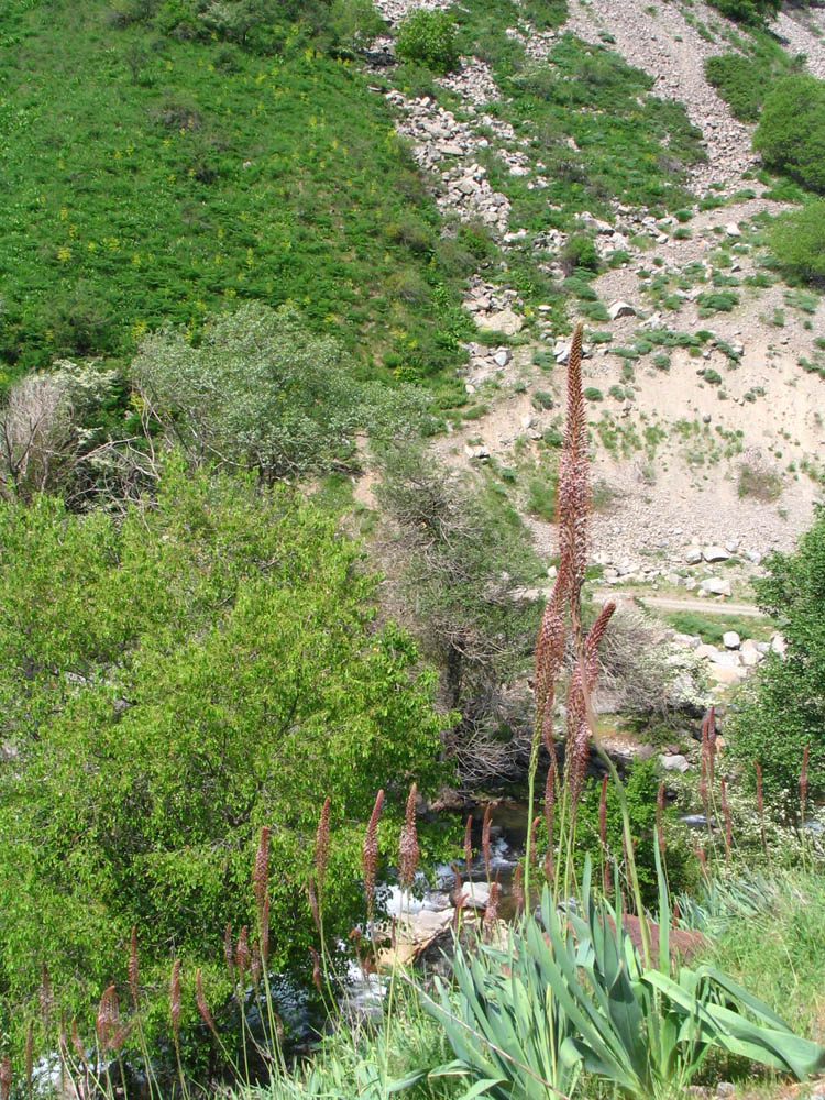 Image of Eremurus regelii specimen.