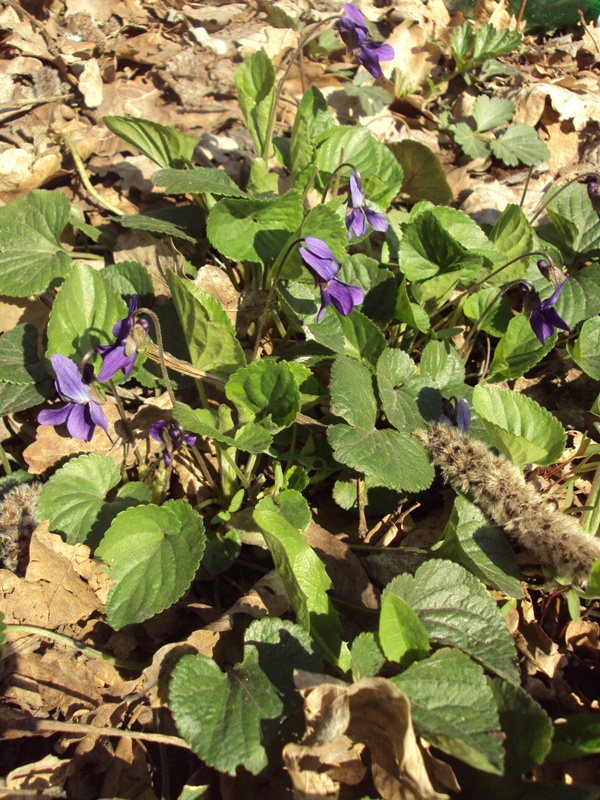 Image of Viola odorata specimen.