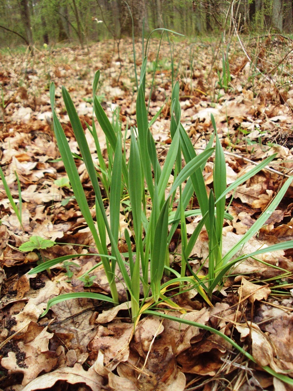 Image of Allium scorodoprasum specimen.