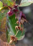 Leycesteria formosa