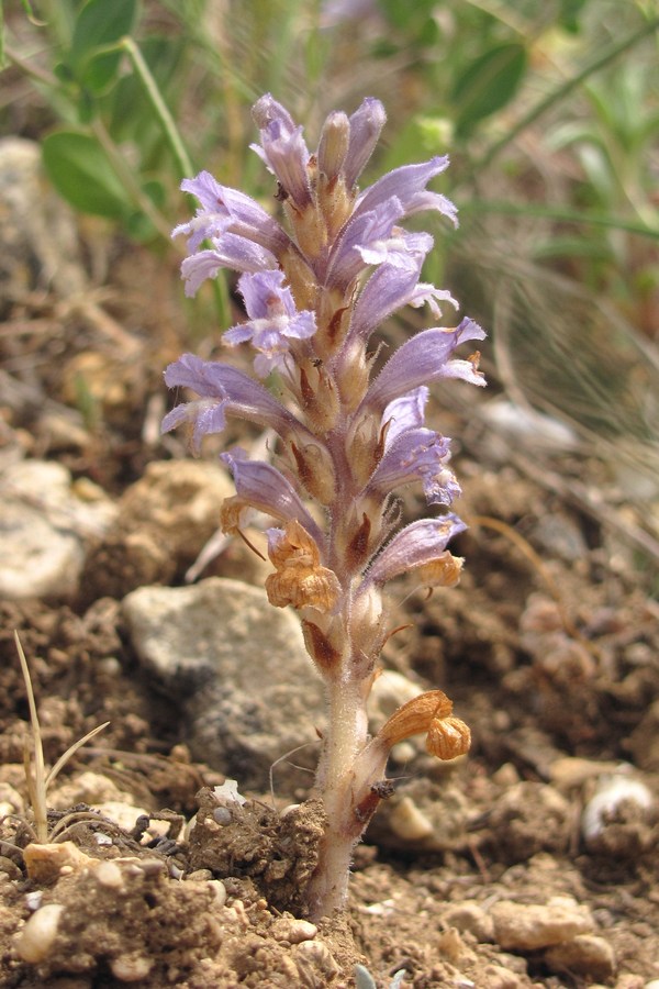 Image of Phelipanche oxyloba specimen.