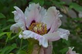 Paeonia suffruticosa