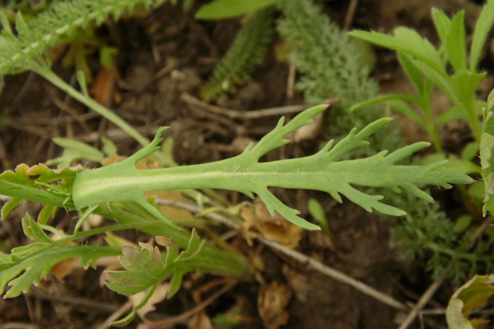 Image of Papaver laevigatum specimen.